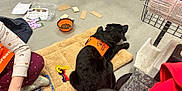 Shadow joined the competition — help win amazing prizes! dog, black_dog, service_dog, orange_vest, mat, dog_bed, kibble, food_bowl, toy_keys, leash, person_arm, shoe, jacket, shopping_cart, concrete_floor, cardboard_pieces, instruction_sheet, packaging, store_environment, training_session