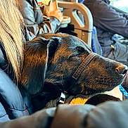 Shadow joined the competition — help win amazing prizes! dog, black_dog, labrador, pet, collar, person, puffer_jacket, hair, lap, vehicle_interior, driver, steering_wheel, dashboard, window, seat, hand, close_up, resting, travel, cozy