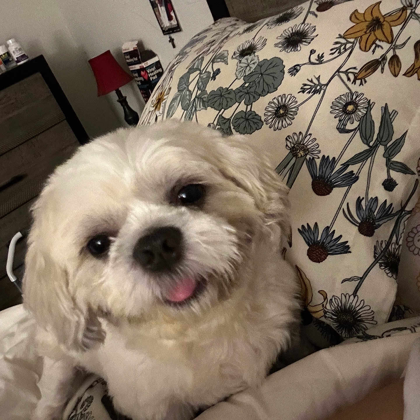 Gizmo is registered to the contest to win money with this photo: animal, architecture, bed, bedroom, building, canine, couch, cushion, dog, furniture, homedecor, indoors, interiordesign, lamp, livingroom, pet, pillow, puppy, room, terrier