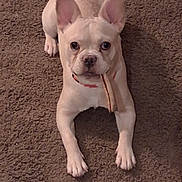 Jewel Luna is registered to the contest to win money with this photo: animal, brown, canine, carpet, chew_stick, cute, dog, domestic_animal, ears, floor, french_bulldog, indoor, light_colored, looking, lying_down, pet, pet_collar, puppy, small_dog, young