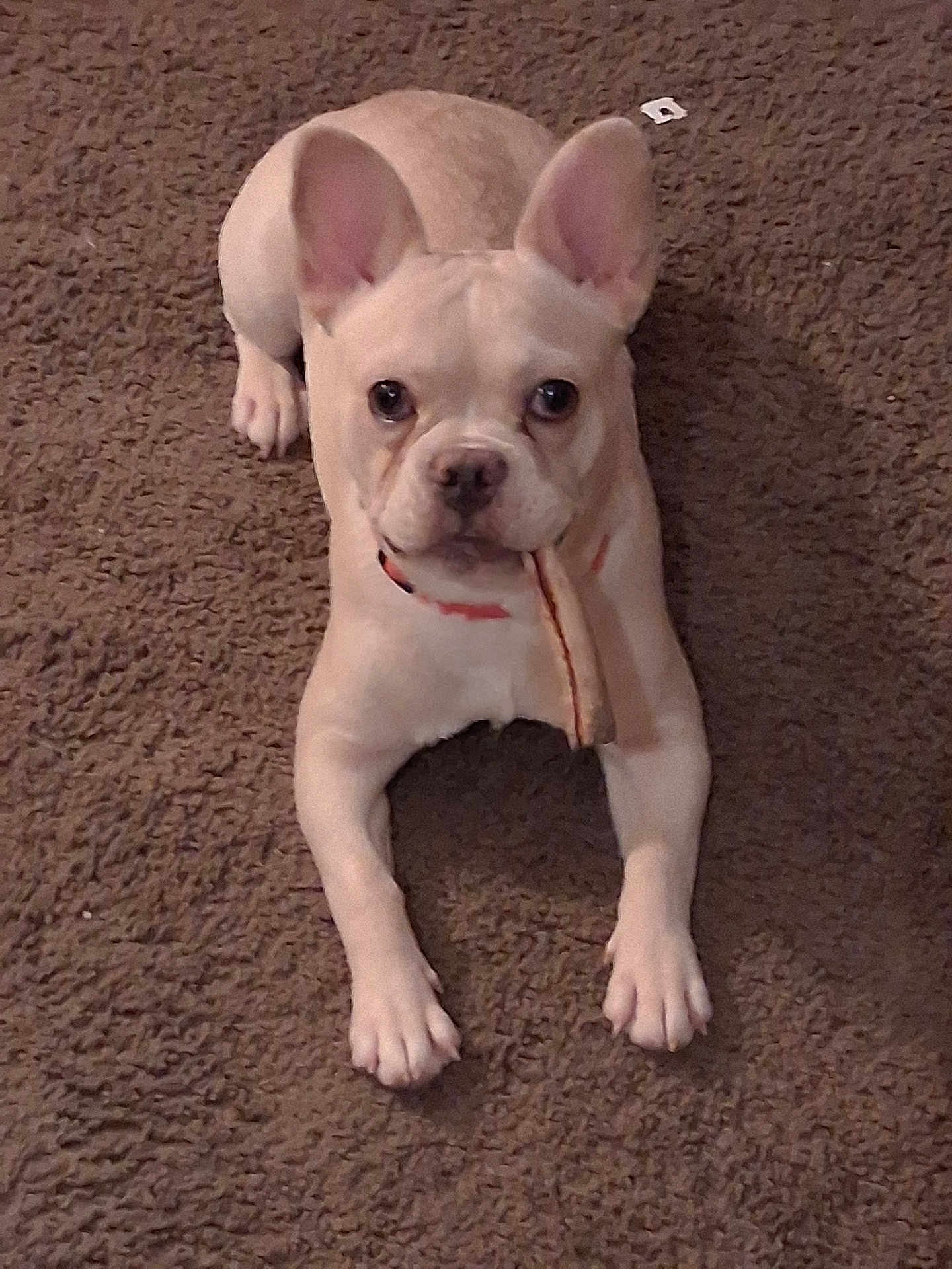 Jewel Luna is registered to the contest to win money with this photo: animal, brown, canine, carpet, chew_stick, cute, dog, domestic_animal, ears, floor, french_bulldog, indoor, light_colored, looking, lying_down, pet, pet_collar, puppy, small_dog, young