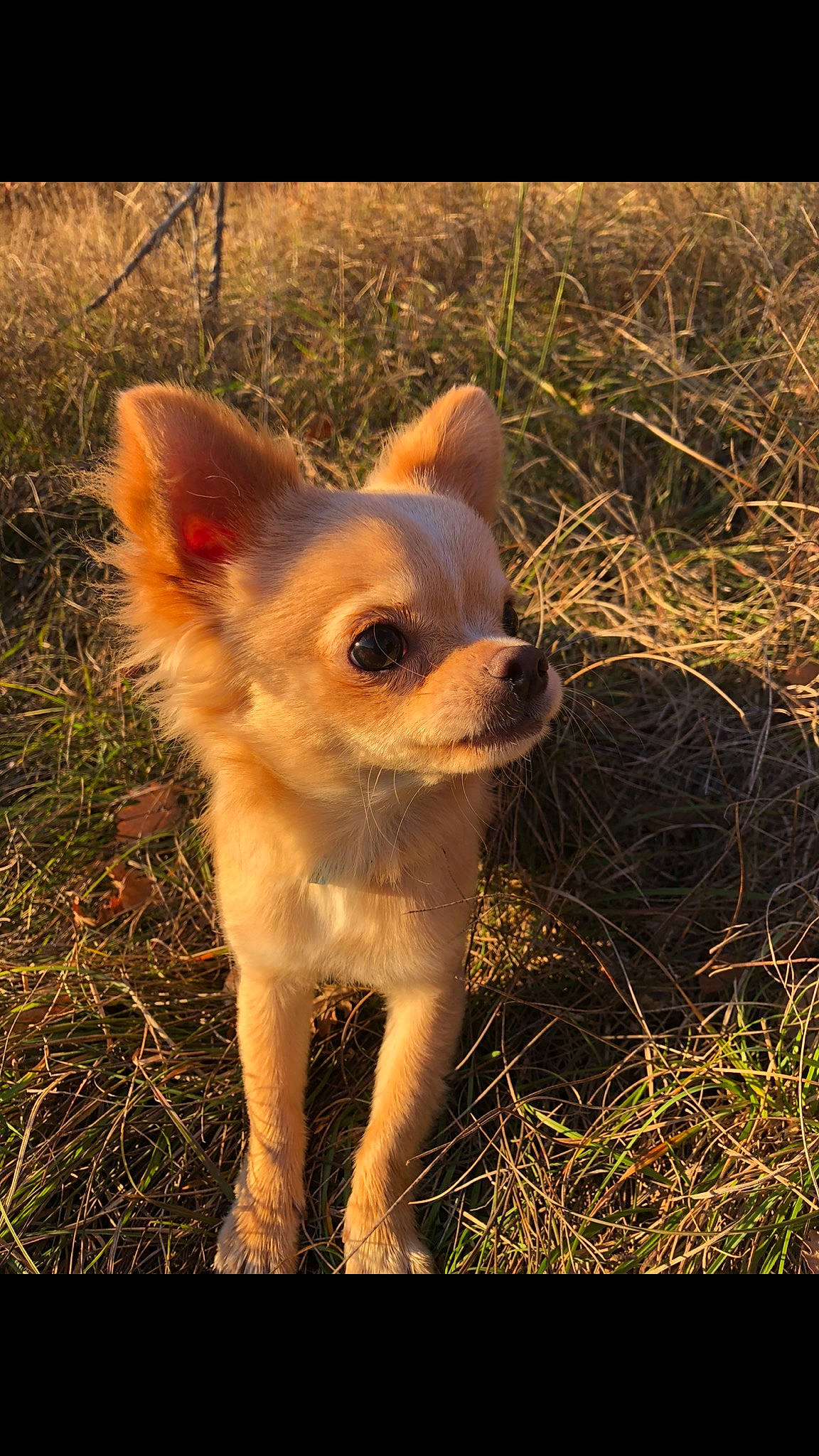 Peewee participe au concours pour gagner de l'argent avec cette photo : canidae, carnivore, chihuahua, companion_dog, dog, dog_breed, ear, fawn, mammal, snout, toy_dog, vertebrate, whiskers, wildlife