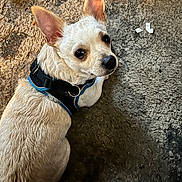 Roxie is registered to the contest to win money with this photo: accessories, animal, canine, chihuahua, cockerspaniel, collar, dog, harness, hound, leash, papillon, pet, poodle, puppy, rock, slate, soil, strap, terrier, whitedog