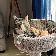 Skittles is registered to the contest to win money with this photo: animal, carpet, cat, cat_bed, cozy, curtain, domestic_cat, feline, green_eyes, home, indoor, living_room, paw, pet, plush, relaxed, resting, sunlight, tabby, window