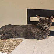 Ash joined the competition — help win amazing prizes! cat, gray_cat, feline, animal, pet, indoor, table, chair, furniture, resting, lying_down, calm, looking, whiskers, ears, fur, domestic_cat, home, relaxed, mammal