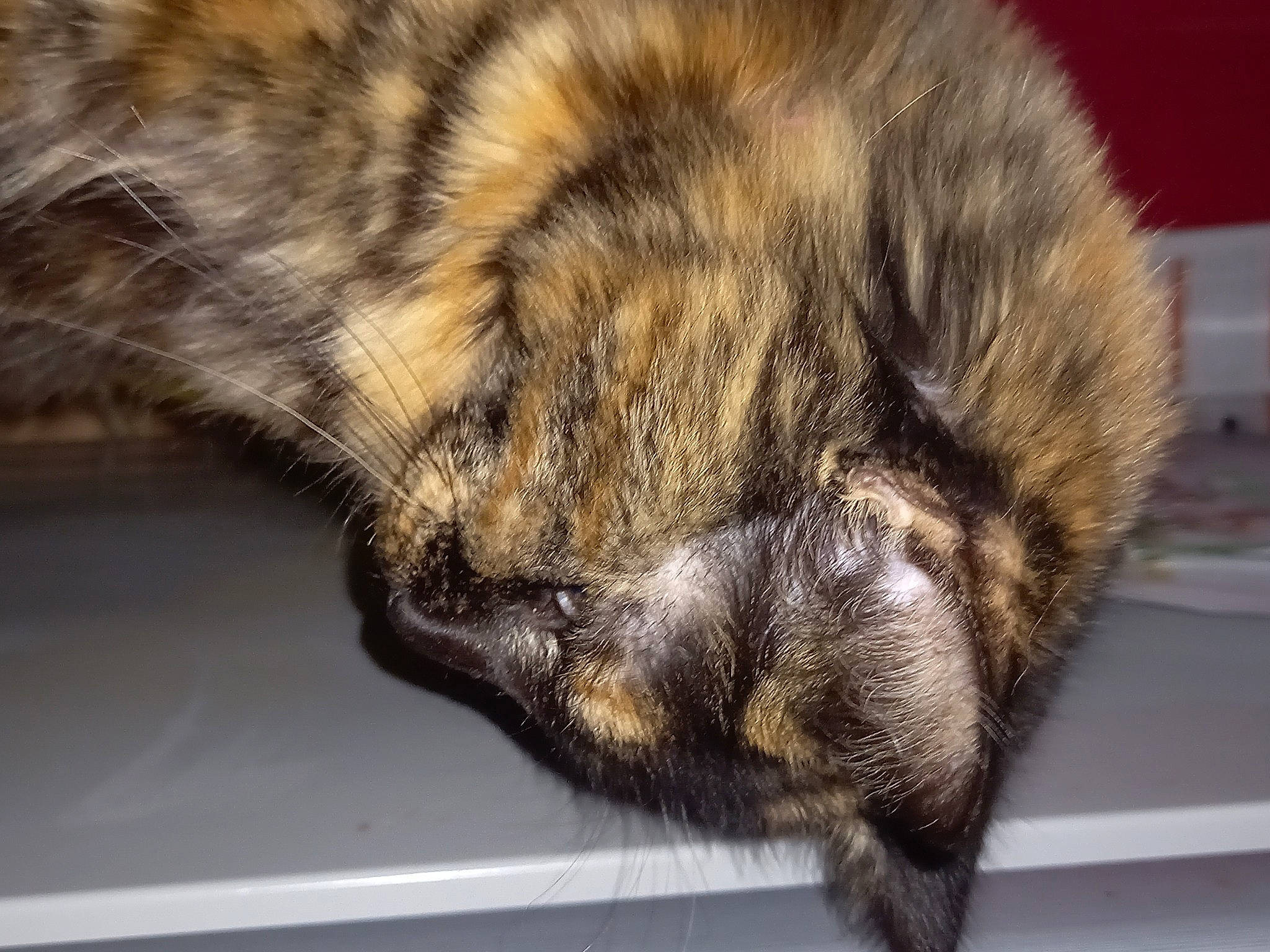 Rixa participe au concours pour gagner de l'argent avec cette photo : carnivore, cat, claw, fawn, felidae, fur, natural_material, paw, sleep, small_to_medium_sized_cats, snout, textile, whiskers