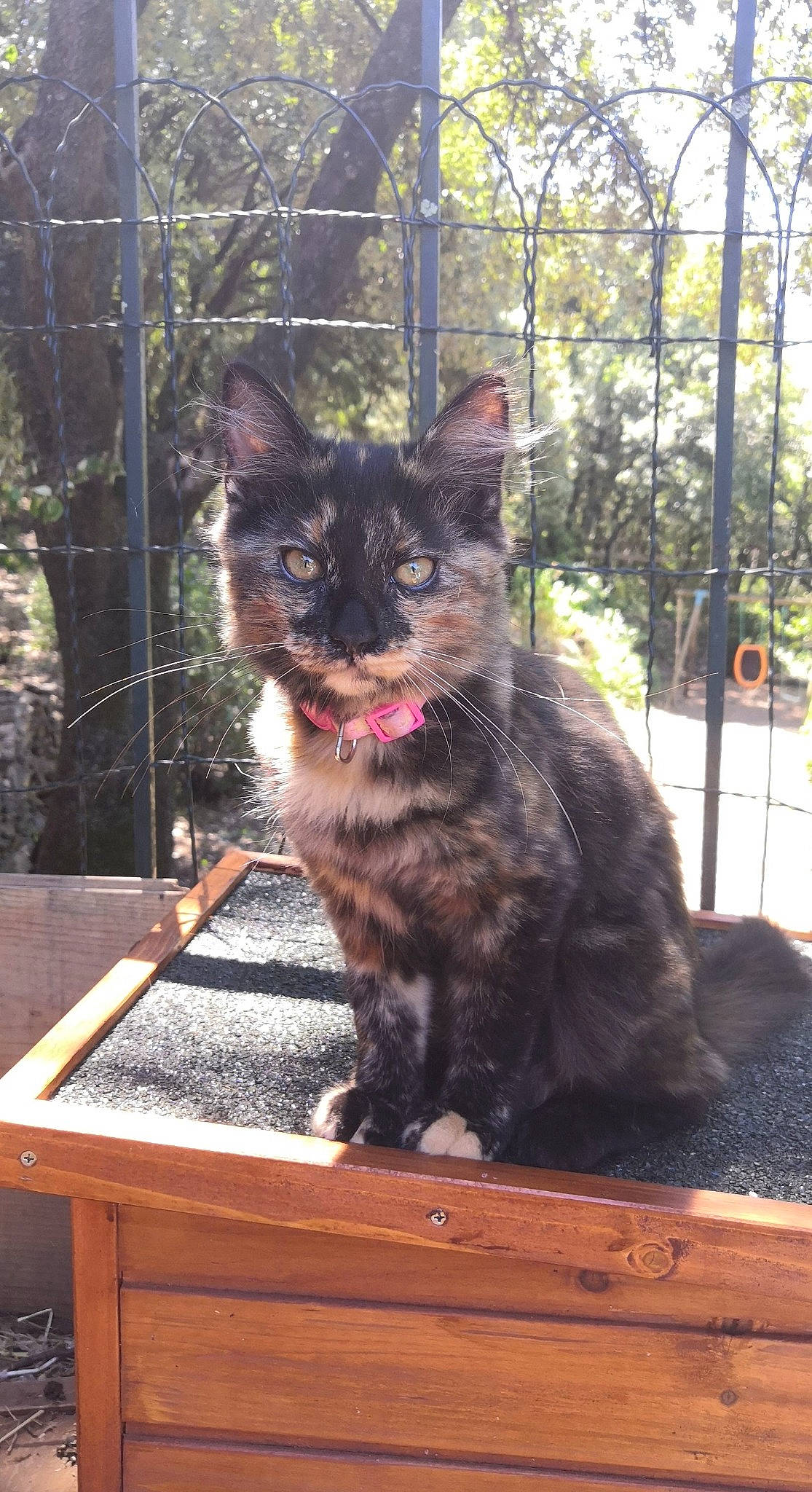 Rixa a rejoint le concours — aidez-le/la à gagner de superbes lots ! carnivore, cat, felidae, fur, liver, mesh, pet_supply, small_to_medium_sized_cats, snout, varnish, vertebrate, whiskers, wood_stain