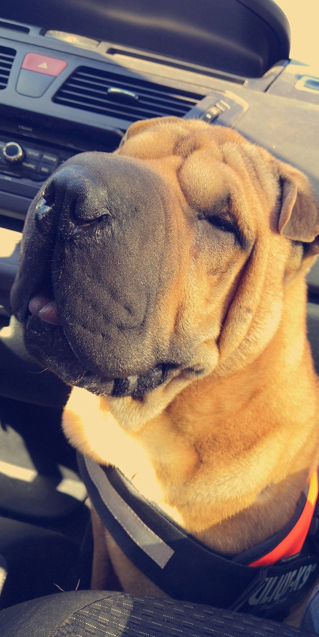 Petit Potam a rejoint le concours — aidez-le/la à gagner de superbes lots ! ancient_dog_breeds, canidae, carnivore, companion_dog, dog, dog_breed, fawn, fila_brasileiro, korean_mastiff, mammal, molosser, non_sporting_group, nose, old_english_bulldog, ori_pei, shar_pei, skin, snout, vertebrate, wrinkle