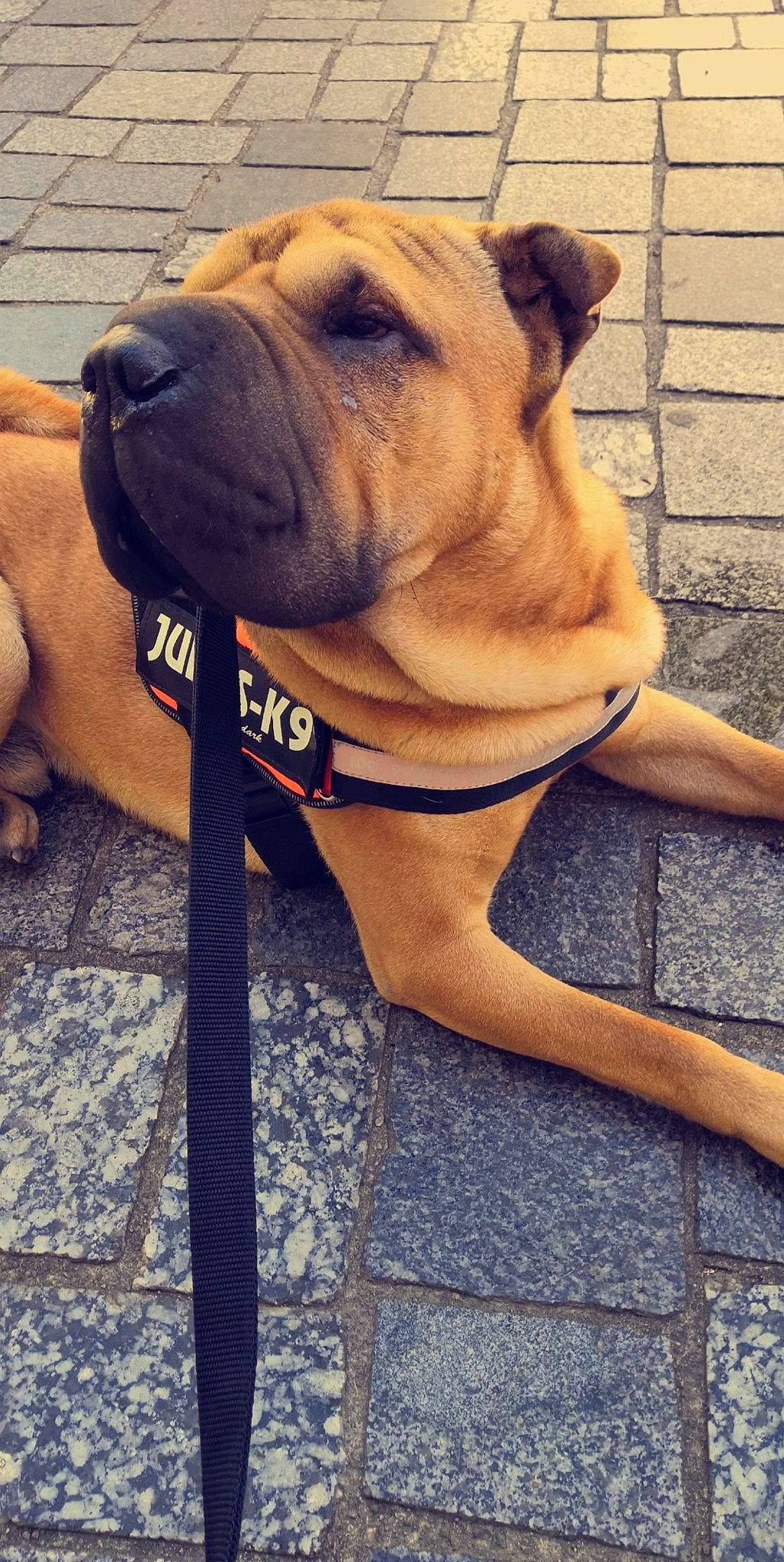 Petit Potam a rejoint le concours — aidez-le/la à gagner de superbes lots ! ancient_dog_breeds, boerboel, bullmastiff, canidae, carnivore, dog, dog_breed, fawn, fila_brasileiro, korean_mastiff, mammal, molosser, non_sporting_group, ori_pei, perro_de_presa_mallorquin, shar_pei, skin, snout, vertebrate, wrinkle