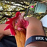 Rex participe au concours pour gagner de l'argent avec cette photo : rooster, bird, animal, person, arm, wristband, bracelet, plant, flower, pot, tree, outdoor, nature, closeup, feathers, beak, comb, branch, sunlight, casual