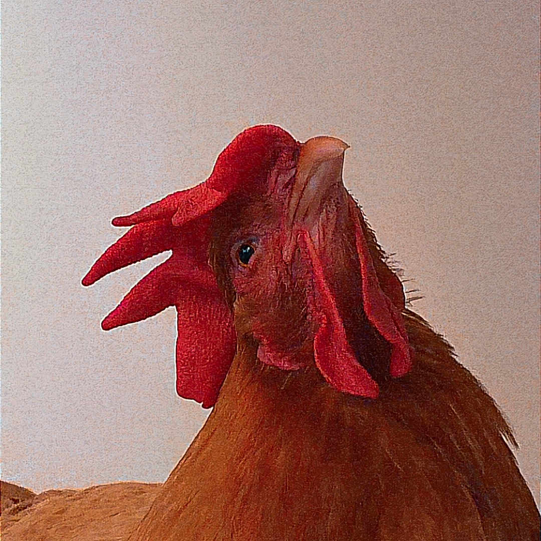 Rex a rejoint le concours — aidez-le/la à gagner de superbes lots ! chicken, bird, feathers, comb, wattles, close_up, animal, poultry, brown, red, beak, head, curious, domestic, farm, portrait, feather_texture, looking_up, nature, background