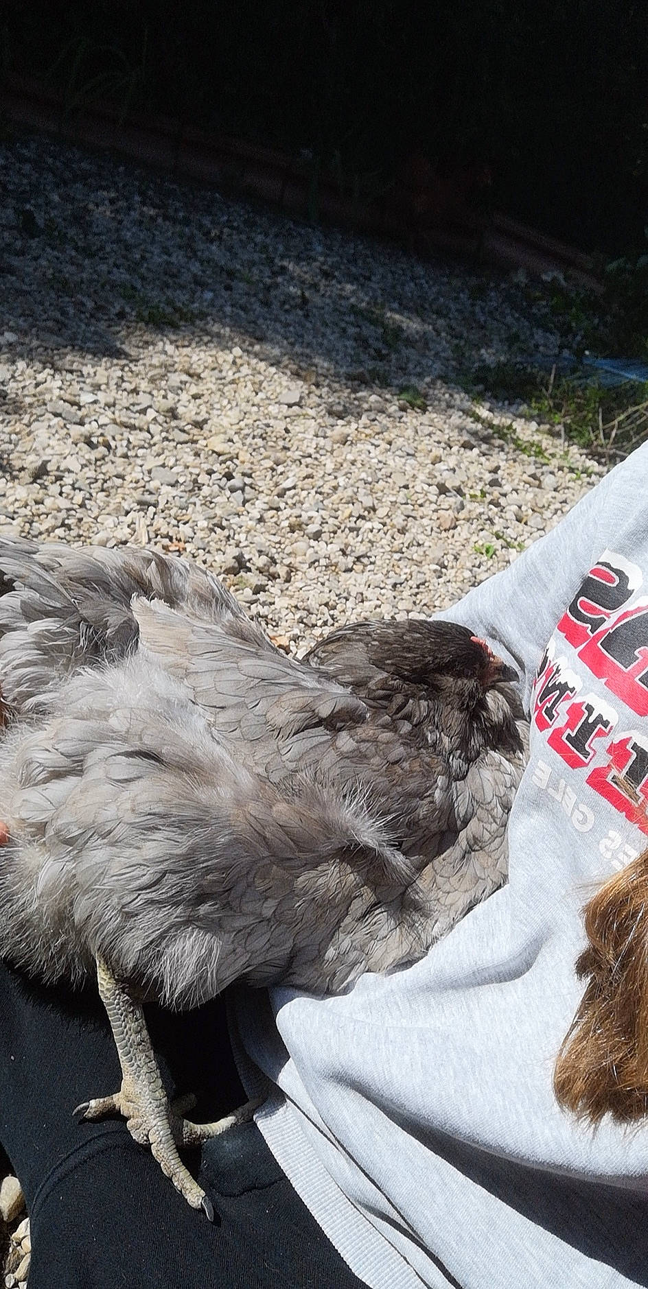 Ti Nain a rejoint le concours — aidez-le/la à gagner de superbes lots ! bird, cat, chicken, felidae, fur, galliformes