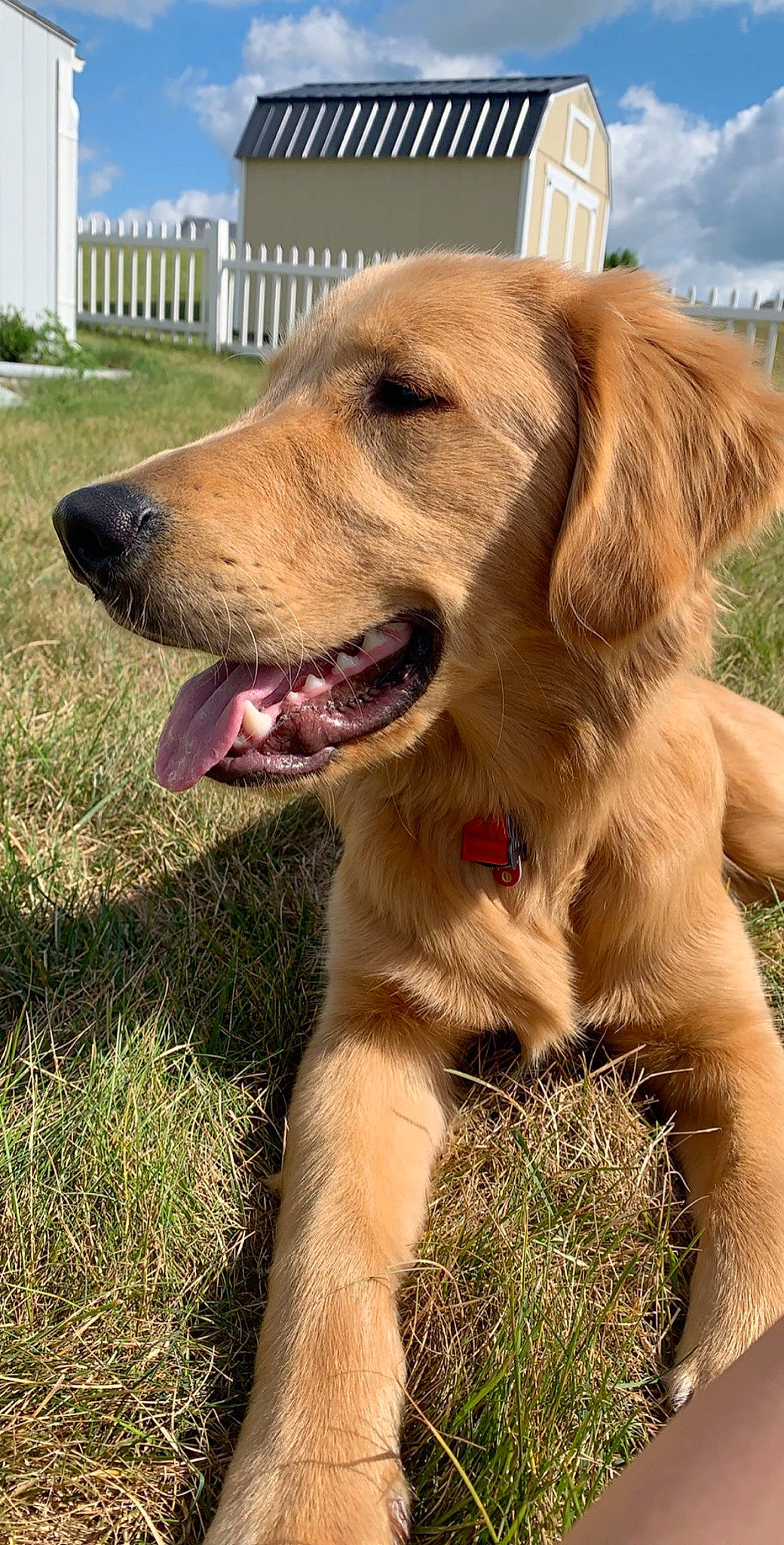 Max is registered to the contest to win money with this photo: broholmer, canidae, carnivore, companion_dog, dog, dog_breed, fawn, flat_coated_retriever, golden_retriever, hovawart, labrador_retriever, mammal, retriever, snout, sporting_group, styrian_coarse_haired_hound, vertebrate