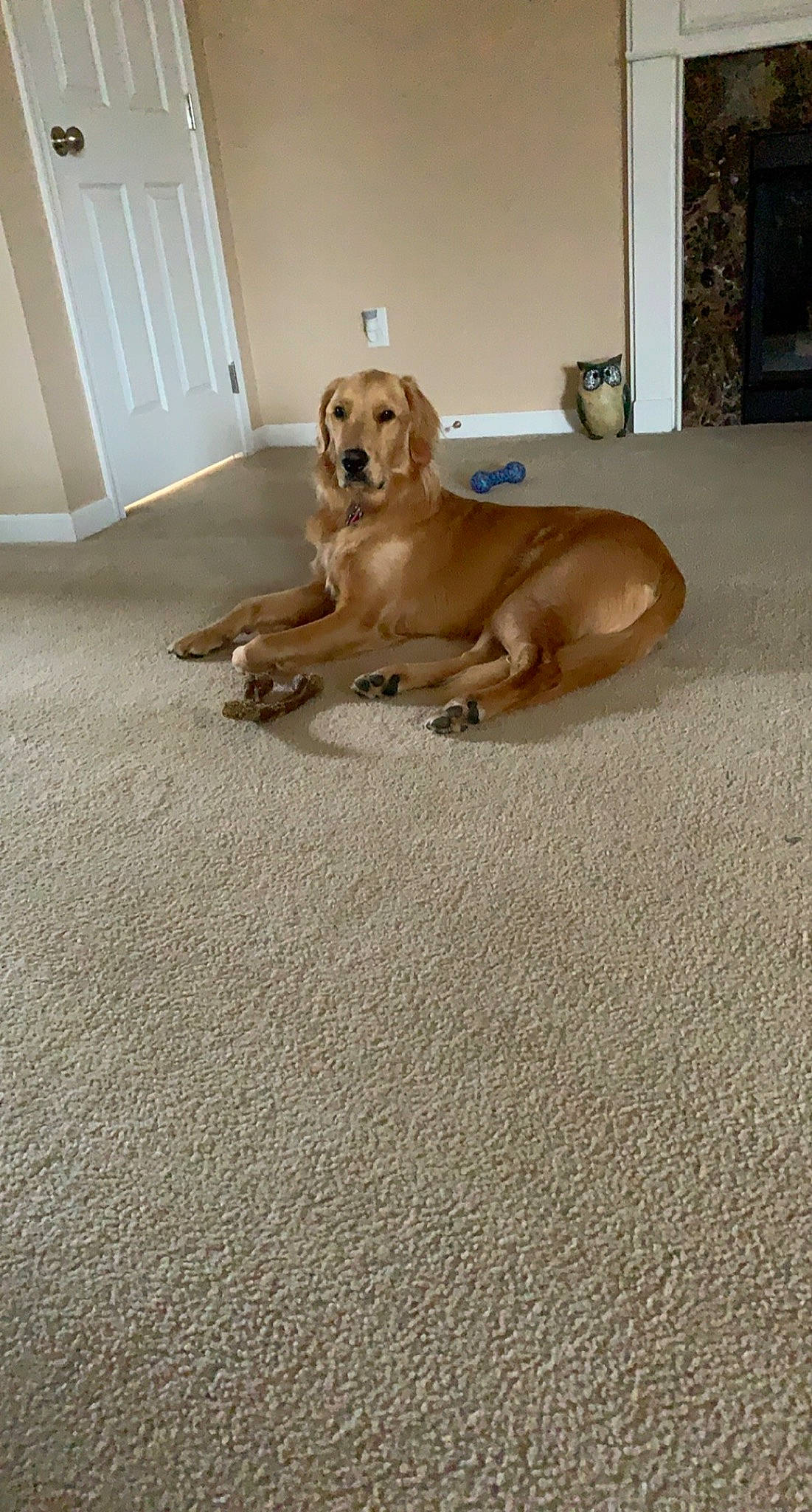 Max is registered to the contest to win money with this photo: beagador, broholmer, canidae, carnivore, companion_dog, dog, dog_breed, fawn, floor, flooring, golden_retriever, hardwood, labrador_retriever, mammal, retriever, snout, sporting_group, tile