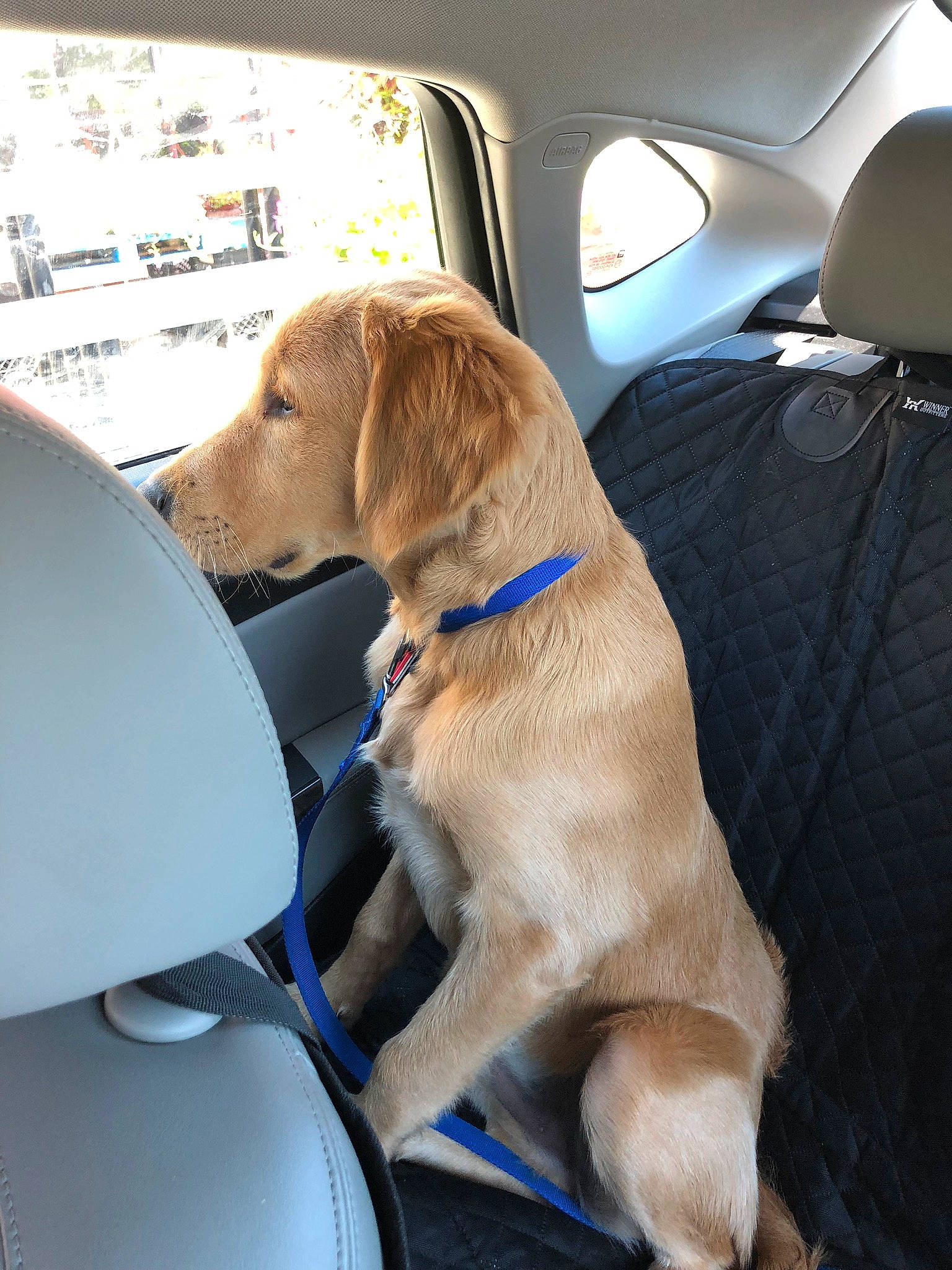 Max is registered to the contest to win money with this photo: auto_part, canidae, car, car_seat, carnivore, companion_dog, dog, dog_breed, fawn, labrador_retriever, retriever, seat_belt, snout, sporting_group, vehicle