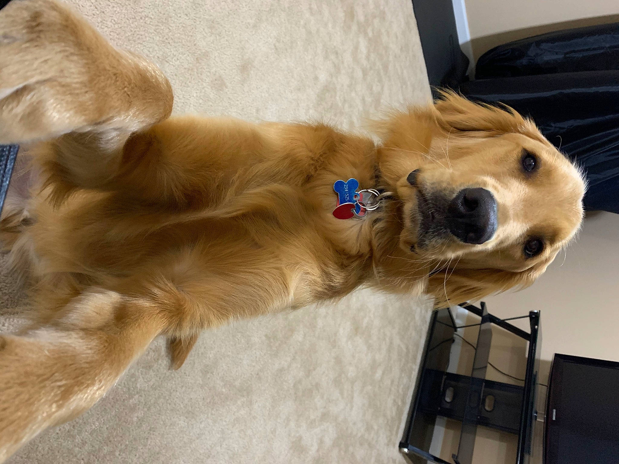 Max is registered to the contest to win money with this photo: canidae, carnivore, companion_dog, dog, dog_breed, dog_toy, fawn, golden_retriever, mammal, retriever, snout, sporting_group