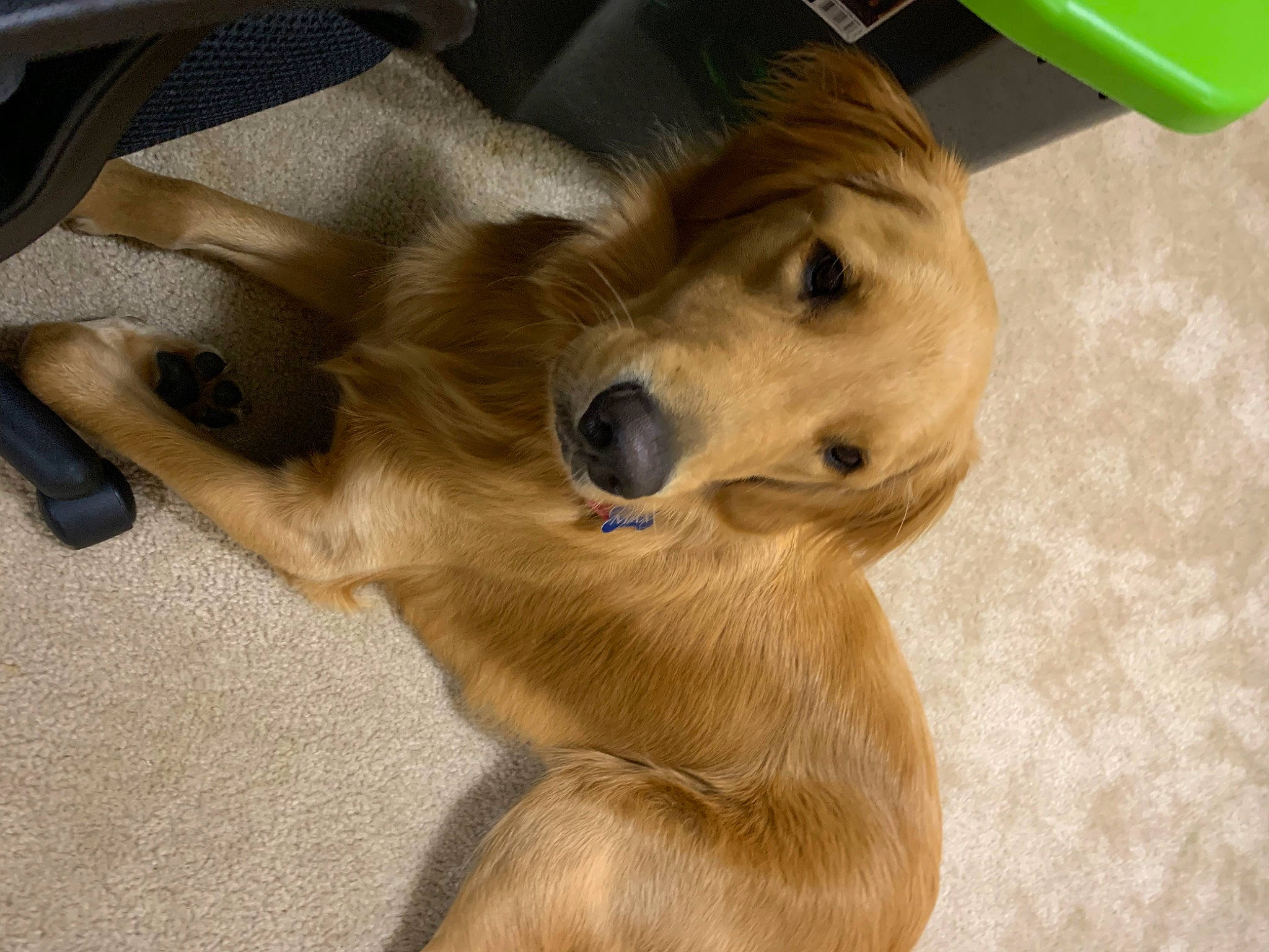 Max joined the competition — help win amazing prizes! canidae, carnivore, companion_dog, dog, dog_breed, fawn, golden_retriever, mammal, puppy, retriever, snout, sporting_group