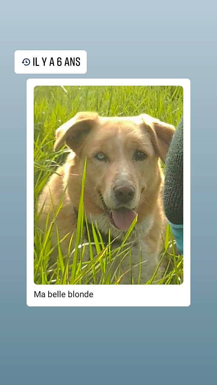 Mandy participe au concours pour gagner de l'argent avec cette photo : canidae, carnivore, dog, dog_breed, fawn, grass, labrador_retriever, mammal, photo_caption, retriever, snout, sporting_group