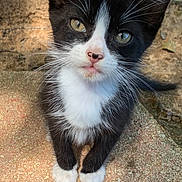Felix joined the competition — help win amazing prizes! kitten, cat, black_and_white, outdoor, sunlight, curious, pet, animal, fur, whiskers, small, cute, looking_up, young, nature, daylight, texture, close_up, adorable, ground