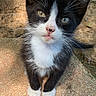 kitten, cat, black_and_white, outdoor, sunlight, curious, pet, animal, fur, whiskers, small, cute, looking_up, young, nature, daylight, texture, close_up, adorable, ground