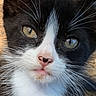 Felix joined the competition — help win amazing prizes! kitten, cat, black_and_white, close_up, animal, pet, fur, whiskers, eyes, nose, outdoor, curious, young, portrait, cute, feline, looking, face, small, fluffy