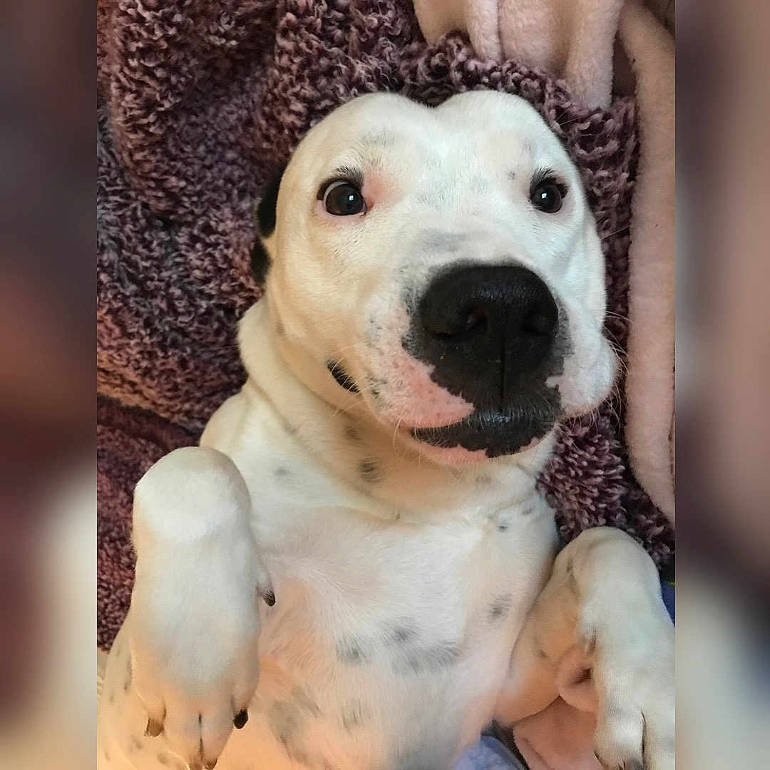 Chuck joined the competition — help win amazing prizes! american_bulldog, bully_kutta, canidae, carnivore, catahoula_bulldog, dog, dog_breed, dogo_argentino, fawn, mammal, non_sporting_group, nose, pit_bull, puppy, puppy_love, rare_breed_dog, snout, sporting_group, vertebrate