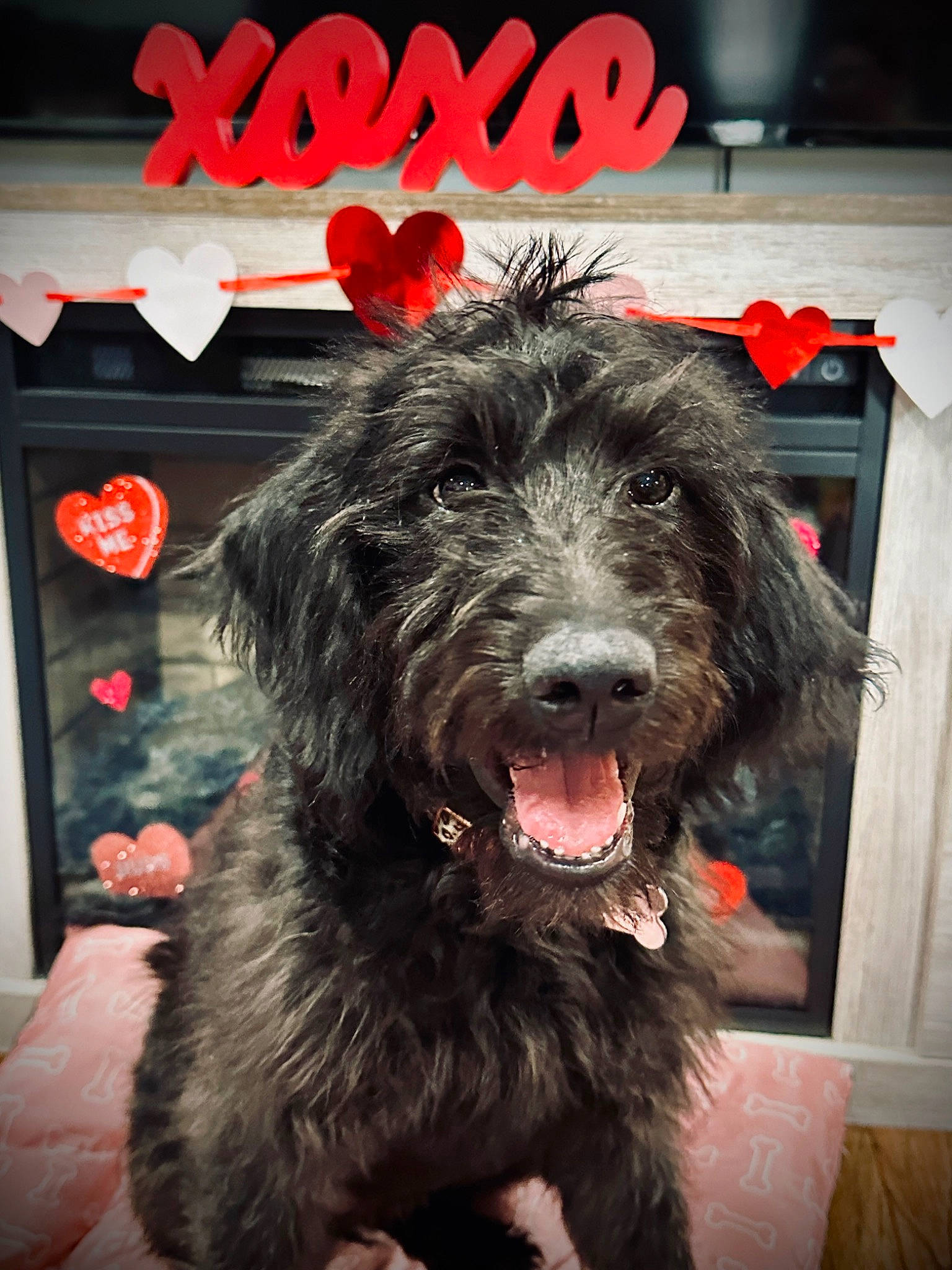 Juliette joined the competition — help win amazing prizes! canidae, carnivore, companion_dog, dog, dog_breed, dog_collar, fang, flesh, fur, giant_dog_breed, labradoodle, liver, smile, snout, spaniel, sporting_group, terrier, water_dog, working_animal, working_dog