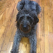 Jewlz is registered to the contest to win money with this photo: dog, canine, pet, curly_fur, lying_down, wooden_floor, indoor, looking_up, animal, fur, paw, muzzle, ears, flooring, relaxed, companion, domestic_animal, fur_texture, cute, friendly