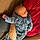 Raphaël