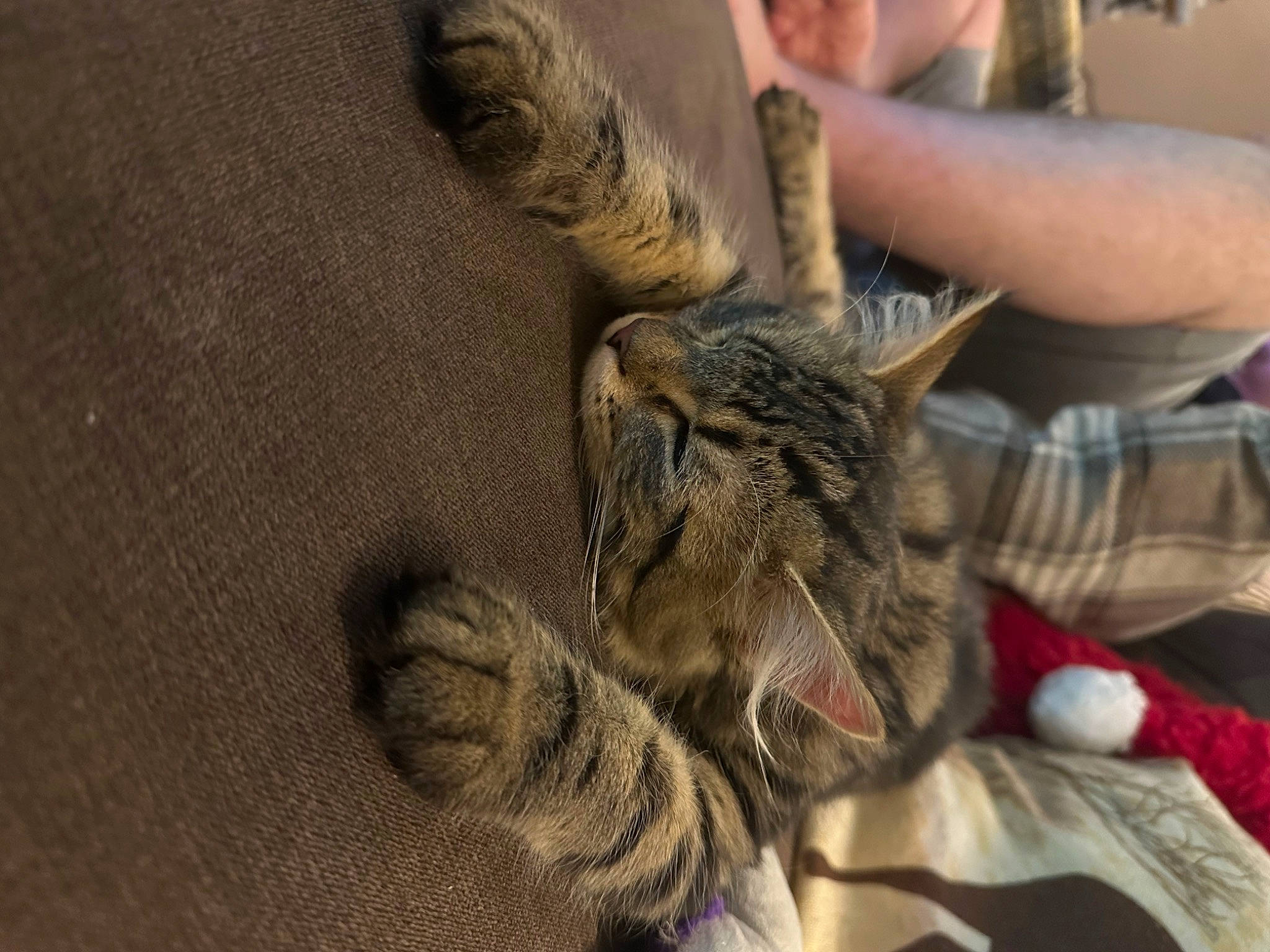 Avery is registered to the contest to win money with this photo: carnivore, cat, claw, domestic_short_haired_cat, ear, fawn, felidae, fur, gesture, paw, plaid, small_to_medium_sized_cats, snout, tartan, whiskers, wildlife, wood, wrinkle