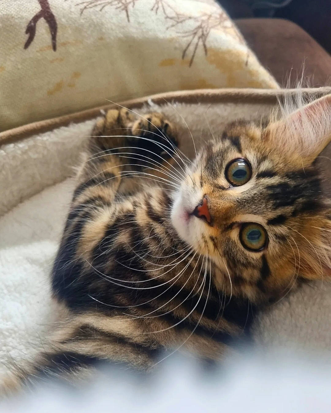 Avery is registered to the contest to win money with this photo: carnivore, cat, claw, comfort, domestic_short_haired_cat, felidae, fur, paw, small_to_medium_sized_cats, snout, tail, terrestrial_animal, whiskers