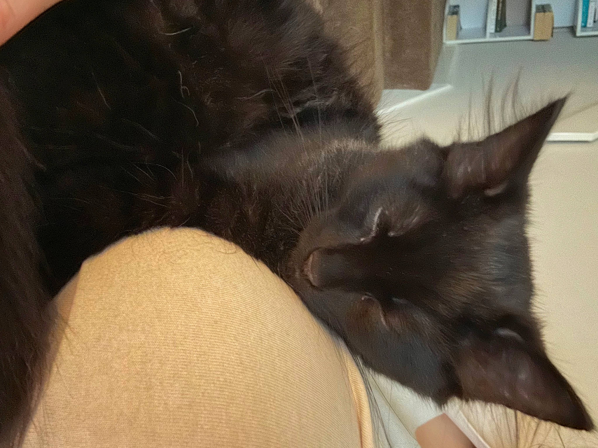 Nimbus joined the competition — help win amazing prizes! black_cat, carnivore, cat, claw, comfort, dog_breed, domestic_short_haired_cat, ear, fawn, felidae, foot, fur, gesture, human_leg, paw, small_to_medium_sized_cats, snout, tail, thigh, whiskers