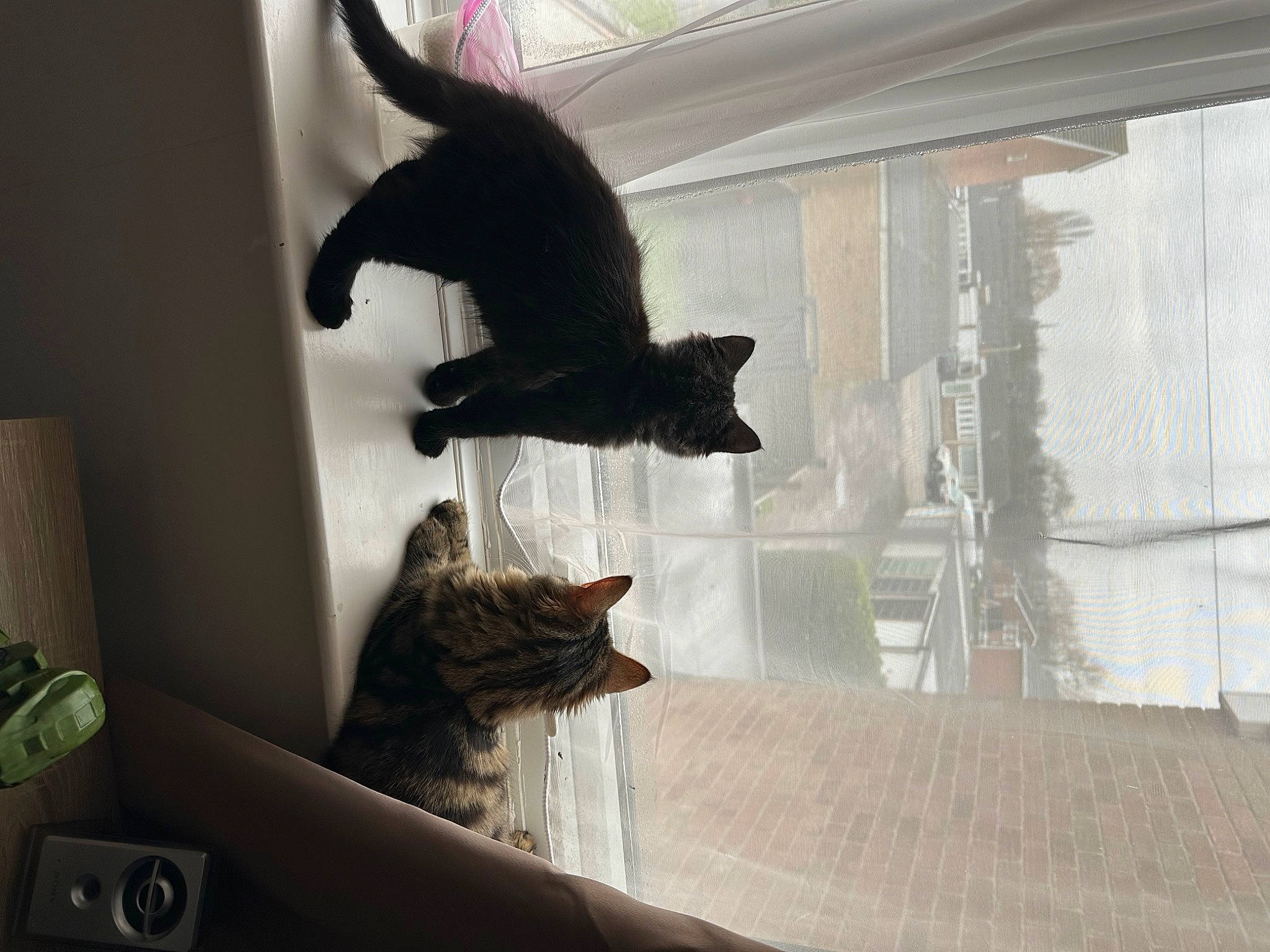 Nimbus joined the competition — help win amazing prizes! carnivore, cat, cat_supply, comfort, domestic_short_haired_cat, felidae, fur, mammal, pet_supply, plant, room, shadow, small_to_medium_sized_cats, tail, vertebrate, whiskers, window, window_covering, window_treatment, wood