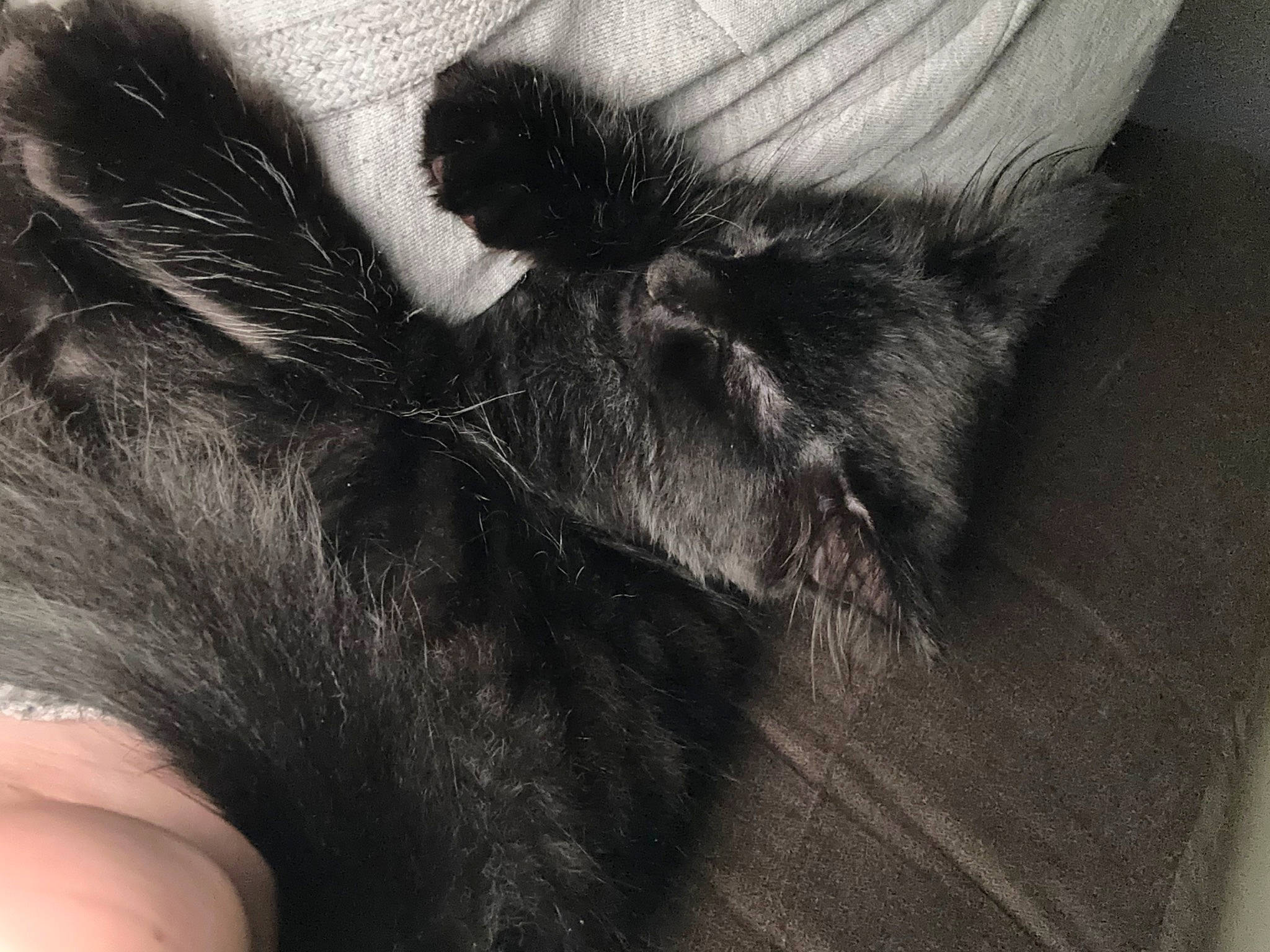 Nimbus is registered to the contest to win money with this photo: claw, comfort, dog_breed, ear, eyelash, felidae, foot, fur, gesture, human_leg, leg, monochrome, monochrome_photography, paw, small_to_medium_sized_cats, snout, sporting_group, tail, terrestrial_animal, whiskers