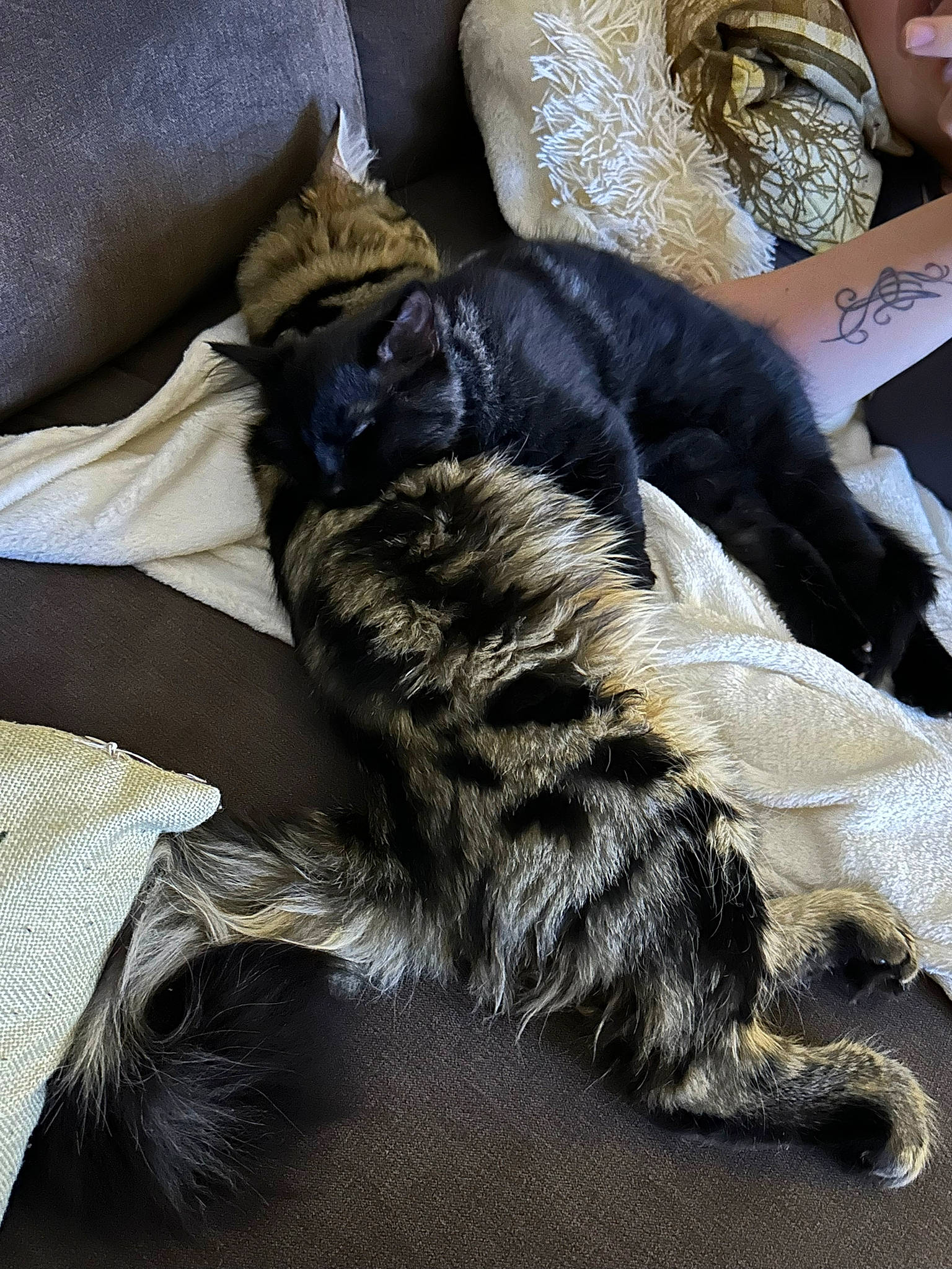 Nimbus is registered to the contest to win money with this photo: carnivore, cat, claw, comfort, companion_dog, dog_breed, domestic_short_haired_cat, felidae, fur, human_leg, jewellery, nap, paw, small_to_medium_sized_cats, tail, terrestrial_animal, whiskers