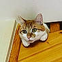 animal, cat, closeup, curious, cute, door_gap, ears, face, feline, floor, green_eyes, house, indoor, looking, paws, peeking, pet, tabby, whiskers, wooden_surface