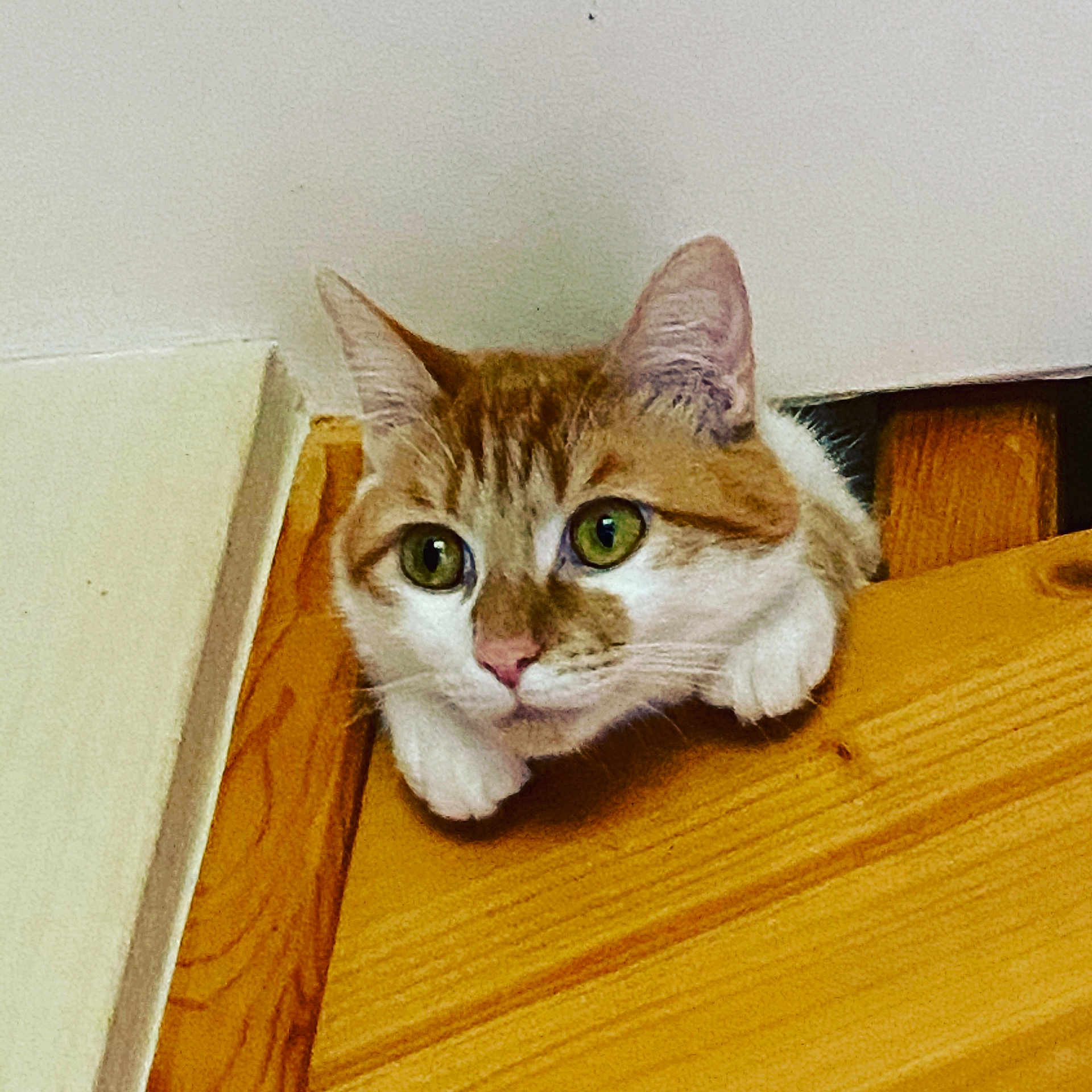 Simba