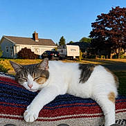 Moki joined the competition — help win amazing prizes! animal, blanket, calm, cat, colorful, daytime, fur, grass, house, nature, outdoor, peaceful, pet, relaxation, rest, sky, sleeping, suburban, sunlight, tree