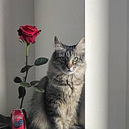Little Bit joined the competition — help win amazing prizes! calm, cat, coca_cola_can, decor, domestic_animal, feline, flower, fluffy_fur, green_eyes, indoor, natural_light, pet, plant, rose, serene, shadow, sitting, still_life, table, wall