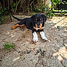 Aslan a rejoint le concours — aidez-le/la à gagner de superbes lots ! puppy, dog, outdoor, sunlight, dirt, grass, greenery, fence, paw, animal, pet, cute, young, resting, nature, canine, brown, black, white, playful