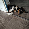 puppy, dog, indoor, wooden_floor, black_fur, white_fur, tan_fur, doorframe, flooring, lying_down, curious, pet, animal, home, relaxed, paw, ears, snout, cozy, domestic