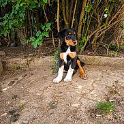 Aslan participe au concours pour gagner de l'argent avec cette photo : puppy, dog, outdoor, nature, greenery, bushes, trees, dirt, ground, young_dog, pets, canine, sitting, curious, animal, fur, black_and_tan, white_paws, sunlight, shadows