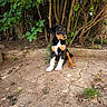 puppy, dog, outdoor, nature, greenery, bushes, trees, dirt, ground, young_dog, pets, canine, sitting, curious, animal, fur, black_and_tan, white_paws, sunlight, shadows