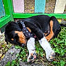 Aslan a rejoint le concours — aidez-le/la à gagner de superbes lots ! puppy, dog, sleeping, harness, grass, outdoor, colorful_fence, black_fur, brown_fur, white_paws, paw, nature, resting, young_dog, pet, animal, cute, peaceful, relaxing, closeup
