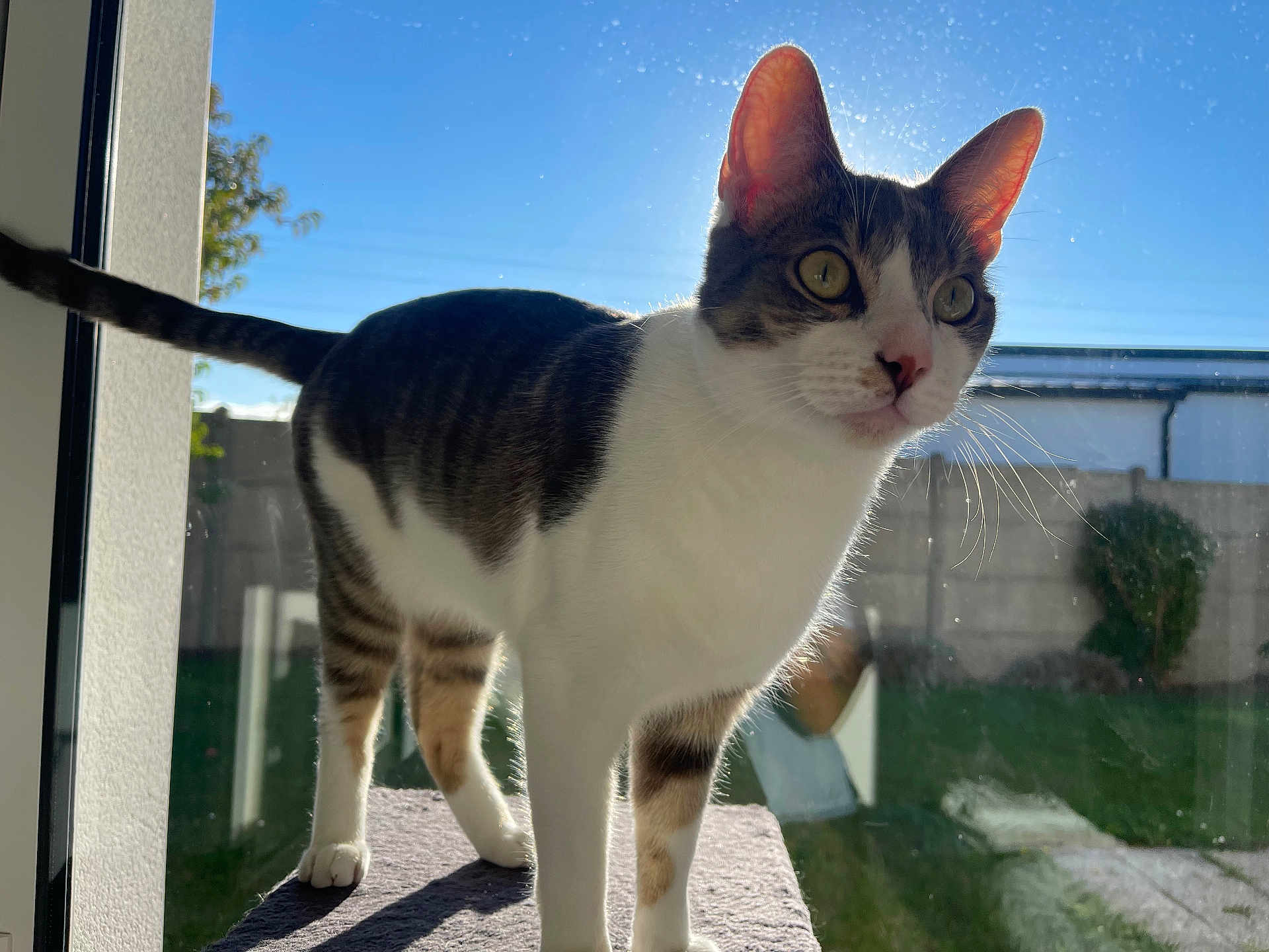 Sky participe au concours pour gagner de l'argent avec cette photo : cat, tabby, white_fur, animal, pet, indoors, window, sunlight, whiskers, ears, curious, perch, garden, blue_sky, daylight, feline, looking, standing, domestic_cat, closeup