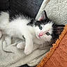 kitten, cat, black_and_white, fluffy, pet, animal, cute, feline, resting, blanket, cushion, orange, soft, indoor, cozy, fur, whiskers, pink_nose, relaxed, young