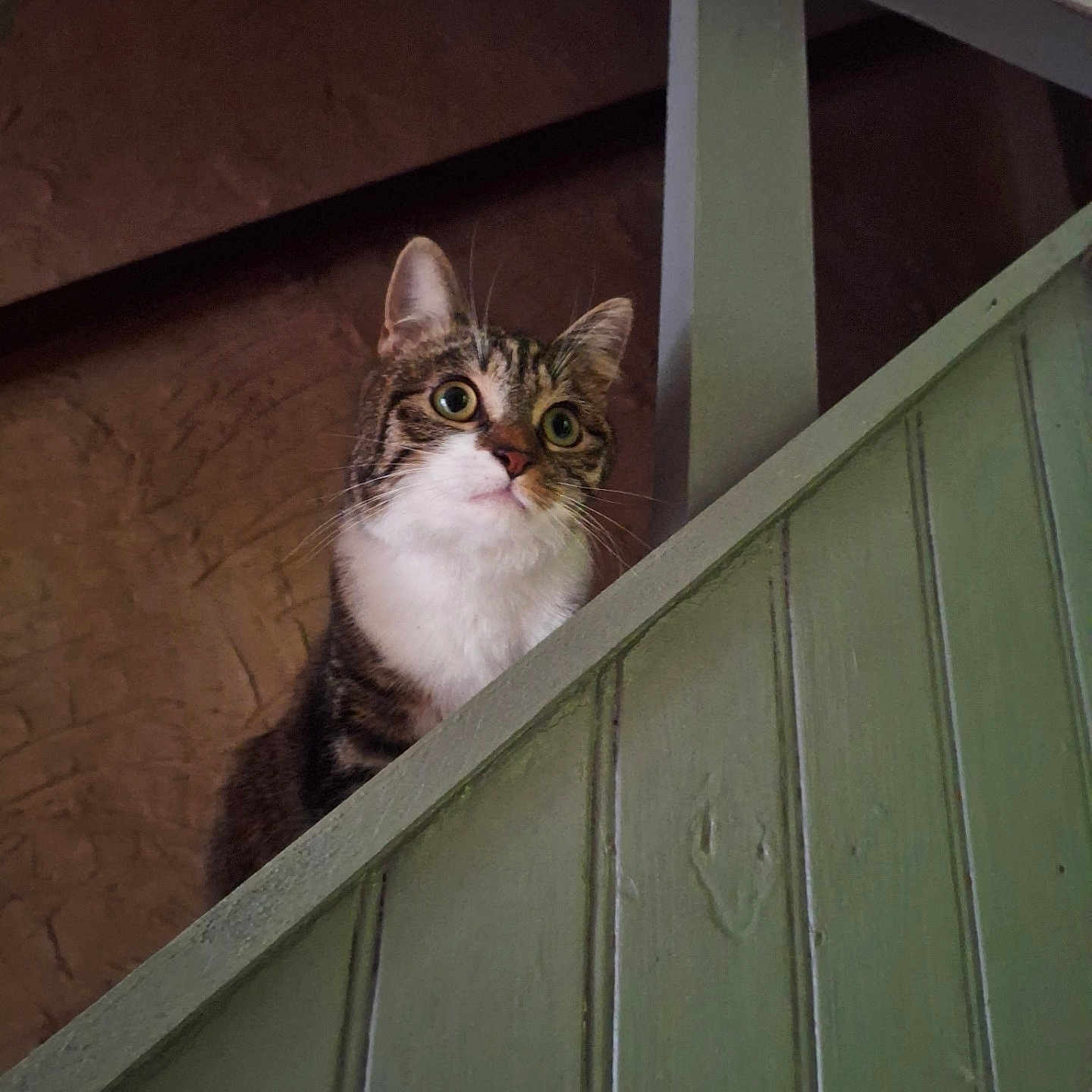 Ambre a rejoint le concours — aidez-le/la à gagner de superbes lots ! cat, tabby, curious, pet, animal, indoor, wooden_railing, green_paint, stairs, feline, whiskers, alert, closeup, eyes, ears, face, texture, wall, house, domestic