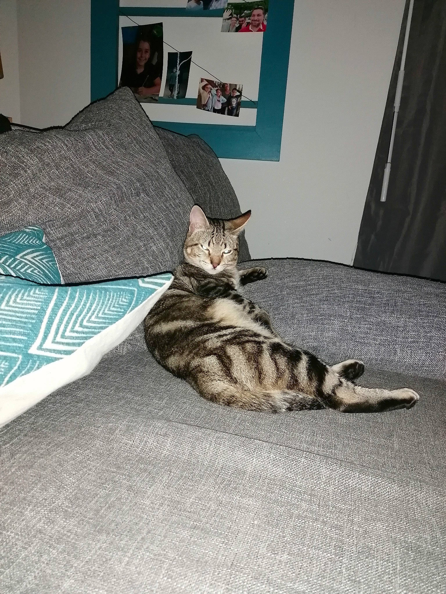 Flocky a rejoint le concours — aidez-le/la à gagner de superbes lots ! american_shorthair, asian, bed, carnivore, cat, comfort, domestic_short_haired_cat, dragon_li, egyptian_mau, european_shorthair, felidae, fur, kitten, nap, ocicat, room, sleep, small_to_medium_sized_cats, tabby_cat, whiskers