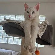 Aslan a rejoint le concours — aidez-le/la à gagner de superbes lots ! animal, cat, cat_tree, cozy, cute, feline, fur, glass_blocks, green_eyes, home, indoor, perch, pet, pink_nose, relaxed, soft_light, stretching, whiskers, white_cat, window