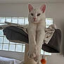 animal, cat, cat_tree, cozy, cute, feline, fur, glass_blocks, green_eyes, home, indoor, perch, pet, pink_nose, relaxed, soft_light, stretching, whiskers, white_cat, window